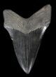 Black, Megalodon Tooth - South Carolina #36748-2